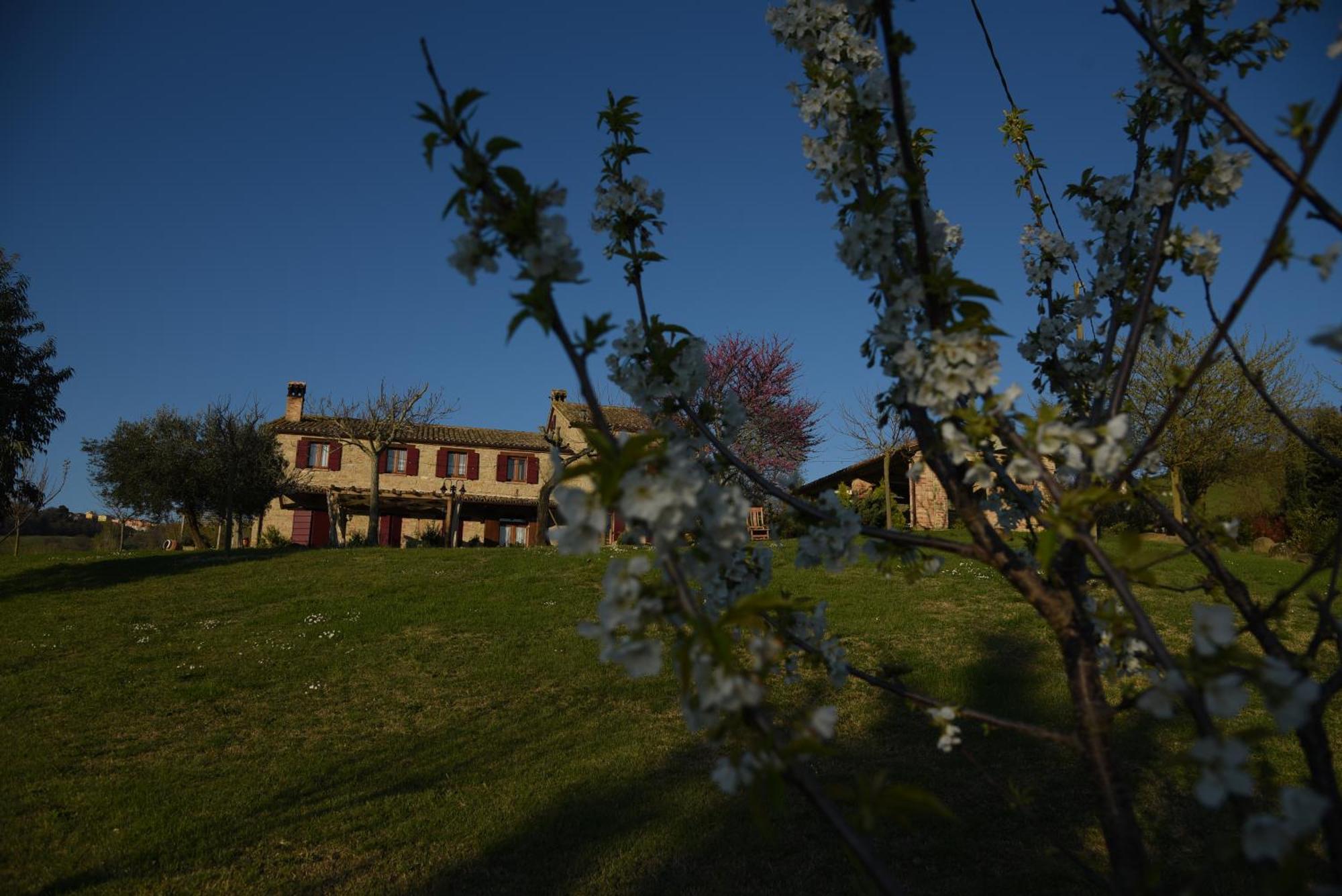 Bed and Breakfast Quelli Del Picchio à Cupramontana Extérieur photo